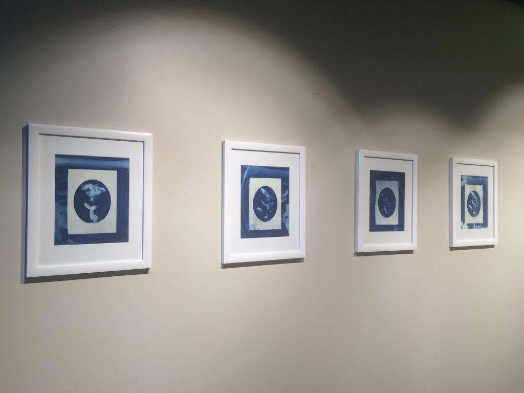 Untitled, (Portraits of flowers from the road), Cyanotype, 11"x14", framed, 2016- close up of right side, install at 500 Seneca