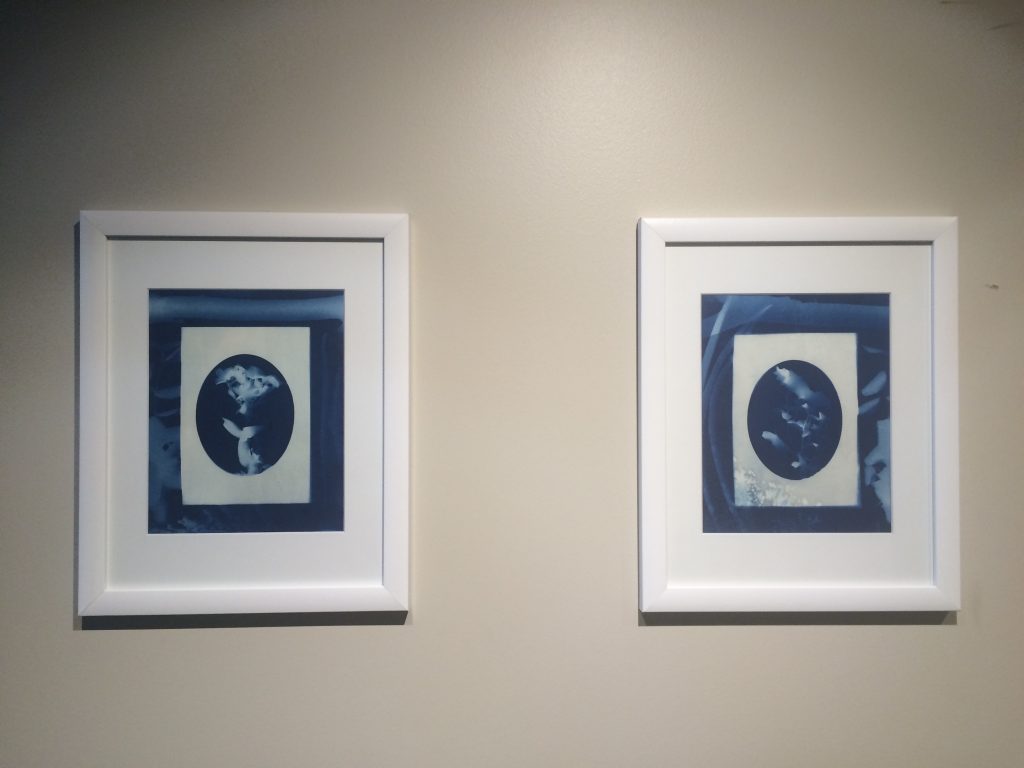 Untitled, (Portraits of flowers from the road), Cyanotype, 11"x14", framed, 2016- Close up of left side, install at 500 Seneca